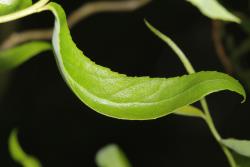 Salix matsudana 'Tortuosa'. Emerging leaf.
 Image: M. Gabarret © TreesforBeesNZ All rights reserved.
